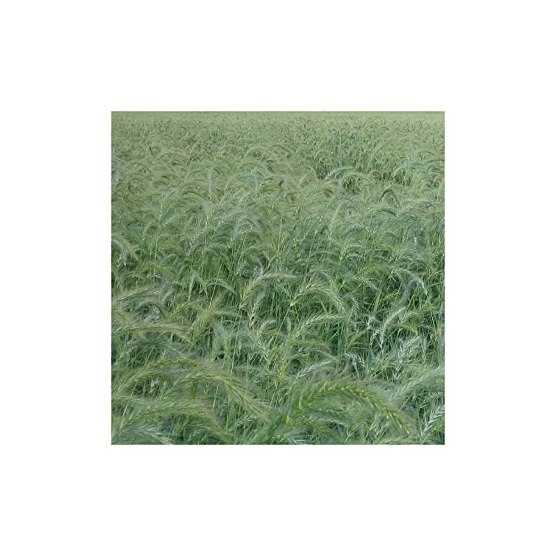 Everwilde Farms - 1 Oz Canada Wild Rye Native Grass