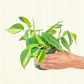 Philodendron Brasil - Philodendron Hederaceum | Live, Easy to Grow, and Beautiful Houseplant (4")