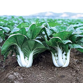 Park Seed Variety of Bok Choy (Pak Choi) Vegetable Seeds, Plant Seeds, Easy to Grow, Perfect for Spring Garden, Joi Choi Hybrid, Pack of 100