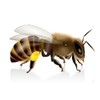 Pure Herbs: Bee Propolis- 4 oz.