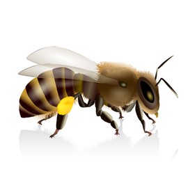 Pure Herbs: Bee Propolis- 4 oz.