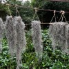 Photon Reef Live Flowering Spanish Moss Hanging on Oak Branch