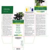 Black Elderberry (Sambucus nigra) Flowers and Fruits Naturalma - 150