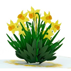 CUTPOPUP Birthday Card Pop Up, 15x15cm, Mother's Day, 3D Flower Greeting Card (Daffodils)