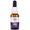Living Essences Leafless Orchid 15ml