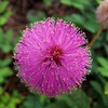50 Sleeping Grass Seeds - Made in USA, Ships from