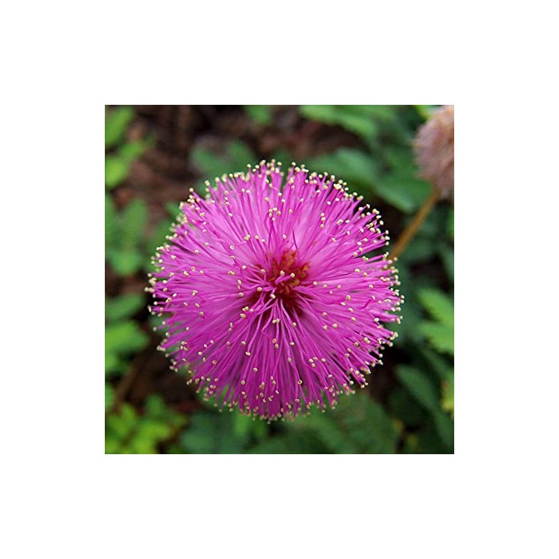50 Sleeping Grass Seeds - Made in USA, Ships from
