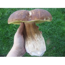 Morello Mushroom Porcini King Bolete Mushroom Spores in Sawdust Bag Jumbo Grow Kit Makes 25 gal