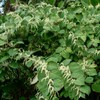 PURE ORIGINAL INGREDIENTS Japanese Knotweed (8 oz) Hu Zhang Fen,