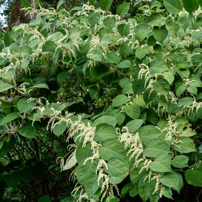 PURE ORIGINAL INGREDIENTS Japanese Knotweed (8 oz) Hu Zhang Fen,