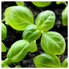 Everwilde Farms - 1 Oz Organic Genovese Basil Herb Seeds