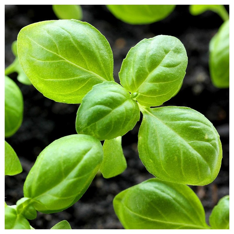 Everwilde Farms - 1 Oz Organic Genovese Basil Herb Seeds