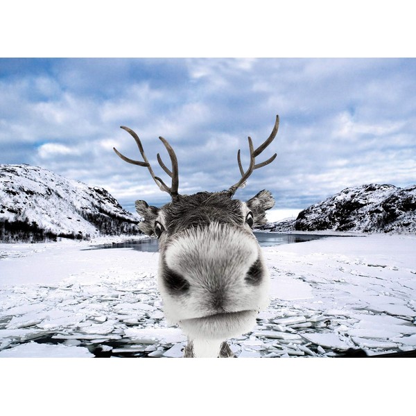 Reindeer Funny Christmas Cards Boxed Set of 12 Holiday Cards and 12 Envelopes. Made in USA.