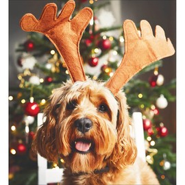 Woodmansterne Artistic Charity Christmas Cards - Festive Cockapoo with Antlers - Eco-Friendly & Recyclable - Pack of 5 Cards