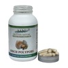Birch Polypore Supplement (1000mg) - 120 Capsules