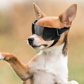 PETLESO Small Dog Goggles, UV-Proof Sunglasses for Outdoor Driving Cycling Riding Hiking, Windproof Dustproof Snowproof Eye Protection, Pet Eye Wear with Adjustable Strap, Black