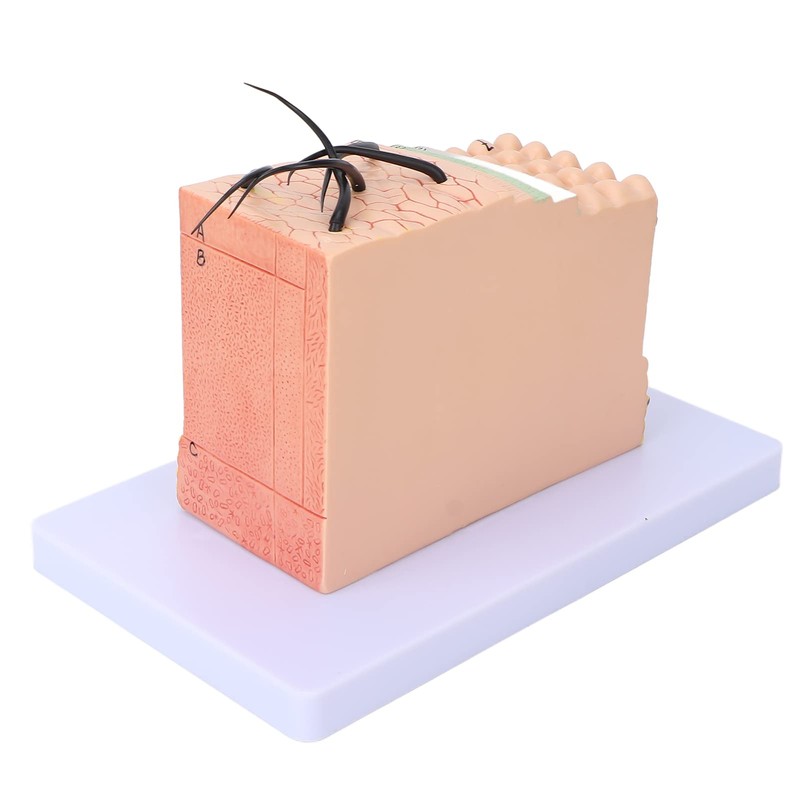 Modelo de Piel, Modelo de Piel Anatómico Ampliado 35X Modelo