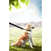 PETGOGO 15ft 20ft 30ft 40ft 50ft Long Dog/Puppy Lead Obedience