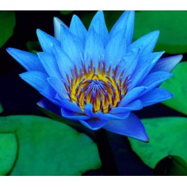 AWAD Lotus Blue Absolute Pure Essential Oil - 100 ML + Free Carrier oil 10 ML