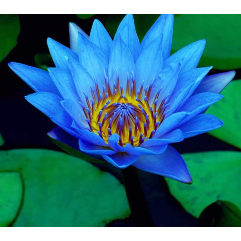 AWAD Lotus Blue Absolute Pure Essential Oil - 100 ML