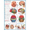 EuroGraphics Human Body (The Brain) 1000 Piece Puzzle