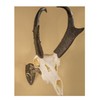 Skull Hooker Realtree Edition Little Hooker Trophy Mount - Perfect