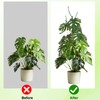 PERSZEN 6 Pack Stackable Monstera Plant Support, Plant Stakes for