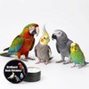 BirdGuard Bird Beak Oil & Conditioner for Birds, Parrot Beak