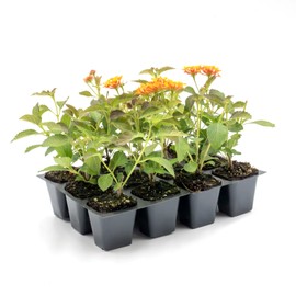 12 Radiation Lantana Bushes, Live Plants (Lantana Camara 'Radiation') – Vibrant Orange-Red Blooms, Thriving in 2.5" Nursery Cubes