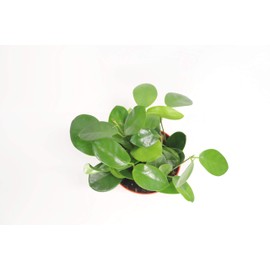 Hoya Australis - 6" from California Tropicals