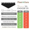 50 Unscented Charcoal Incense Cones 1" TOPFLOW - 100% Natural