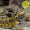 Koomduk 6 Pack Bearded Dragon Toys Balls Bell,Bearded Dragon Accessories,Fit