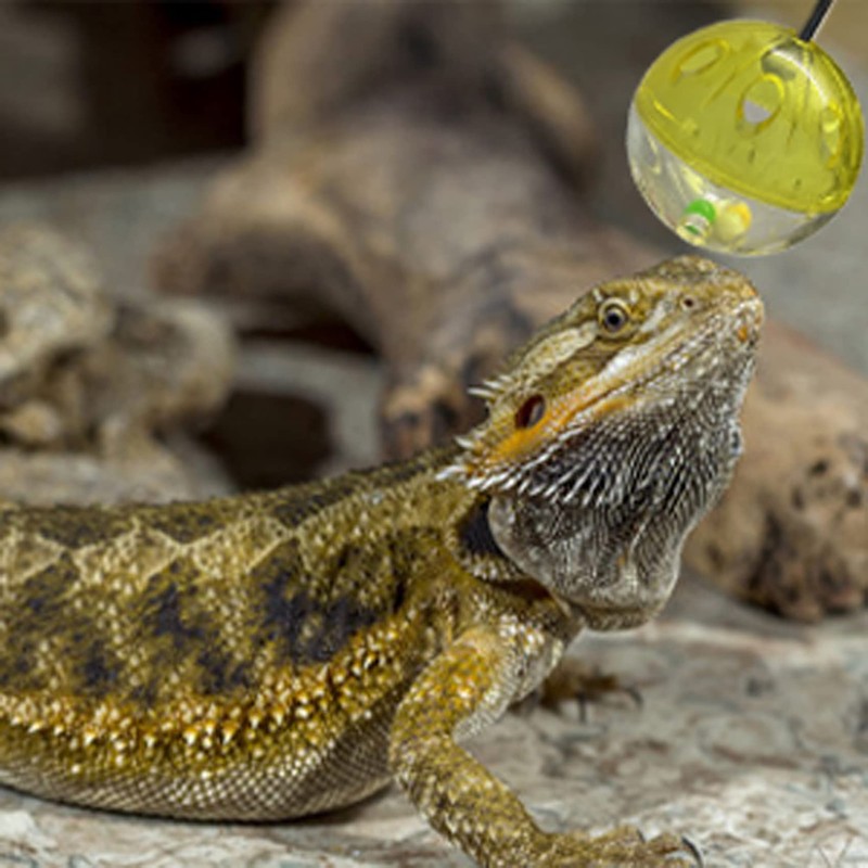Koomduk 6 Pack Bearded Dragon Toys Balls Bell,Bearded Dragon Accessories,Fit