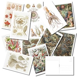 Per Diem Printing Ernst Haeckel Wildlife Postcard Bulk Pack of 25 – Animals and Sea Creature Post Cards