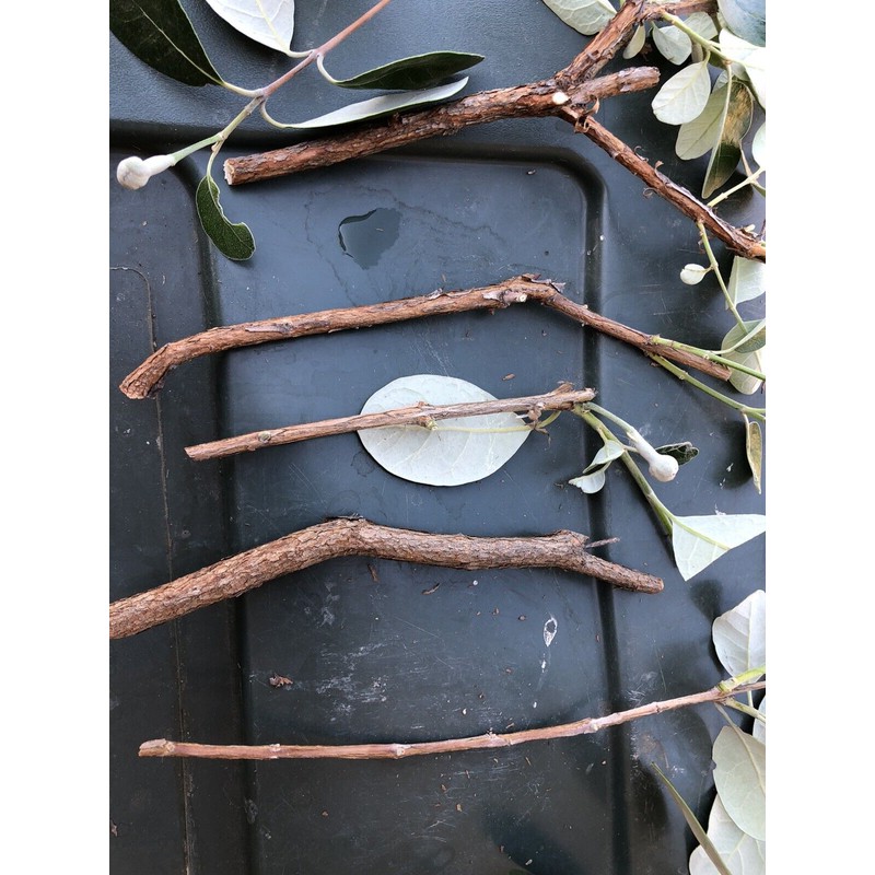 guava 4 Fresh Pineapple Guava Tree Cuttings for Planting .