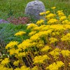 Outsidepride Sedum Ellacombianum - 1000 Seeds