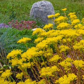 Outsidepride Sedum Ellacombianum - 1000 Seeds