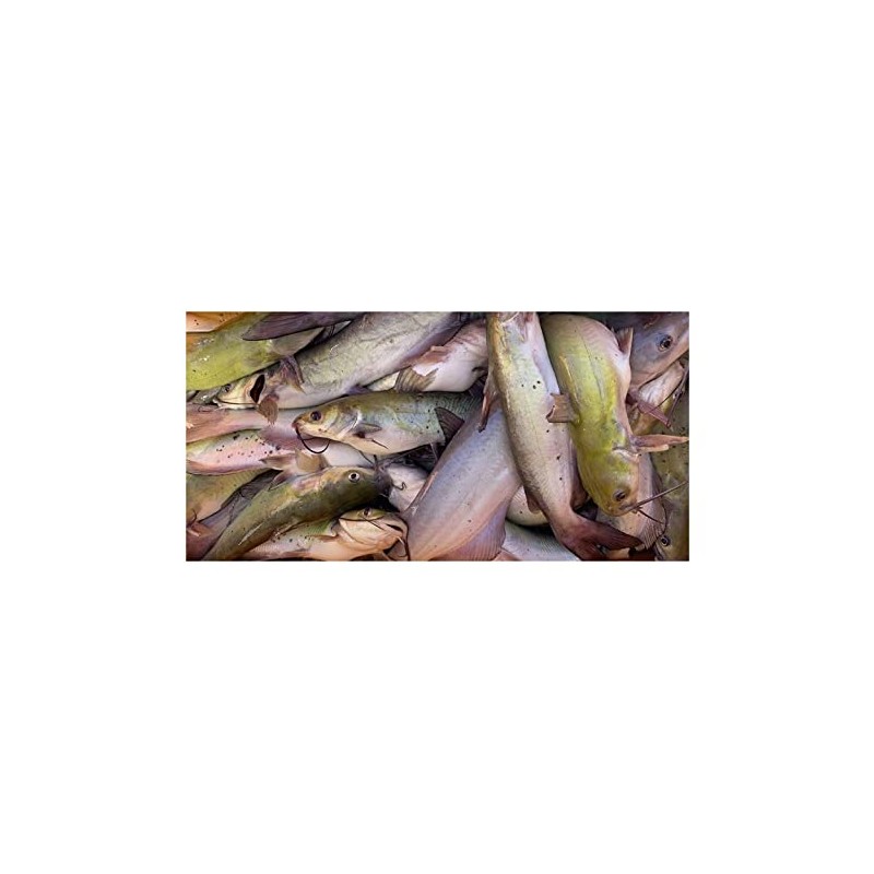SUKI Gizzard Catfish Bait - 1 Gallon