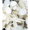150 Seeds Lunaria - Money Plant Seeds - Marde Ross