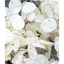 150 Seeds Lunaria - Money Plant Seeds - Marde Ross & Company