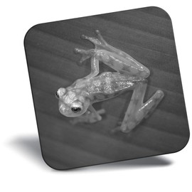 Destination Vinyl ltd Fridge Magnet bw - Glass Frog Jungle Frogs #41932