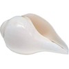 Generic Blowing Shankh Bajne Wala Shankha (Vamvarti Bajnewala) Conch Shell