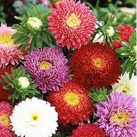 Powderpuff Aster Seeds - 1000 Seeds