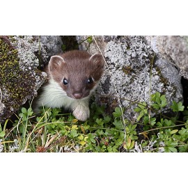 Handmade Weasel / Ermine Taxidermy Reference Photo Cd