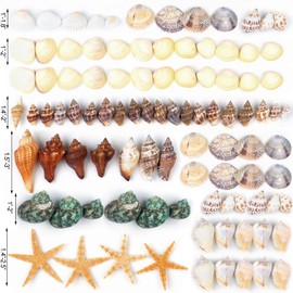 80+ Pcs Natural Seashells, Mixed Sea Shells for Crafts, Various Sizes Ocean Shells Starfish Conch for decorating, Beach Theme Party, DIY Crafting, Fish Tank Filling, Home Decor, Wedding Decoration