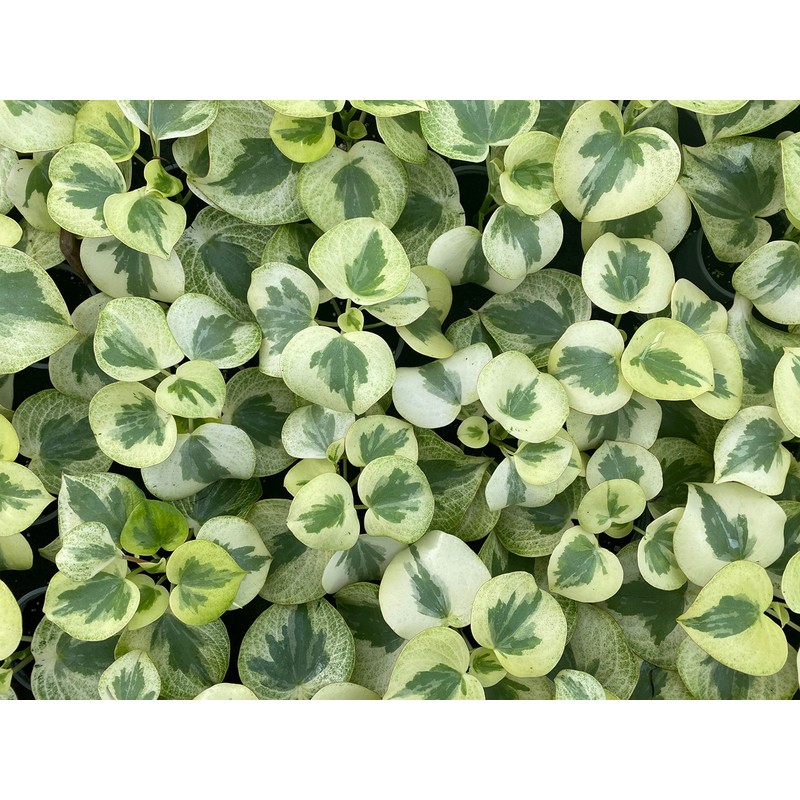 Variegated Raindrop Peperomia 'Verdant Flame' (VAR. Peperomia Polybotrya) (4" Pot)