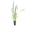 African Iris White - 3 Live Plants - Dietes Iridioides