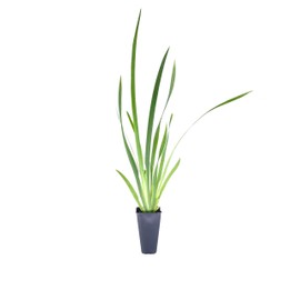 African Iris White - 3 Live Plants - Dietes Iridioides - Drought Tolerant Groundcover Grass