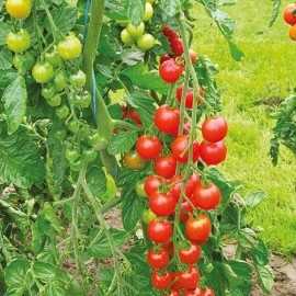 Southeast Seeds Sweetie Cherry Tomato Seeds, Super Sweet Cherry Tomato, NON-GMO, FREE SHIPPING - 250 Seeds