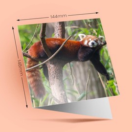 1 x Greeting Card Cute Lesser Red Panda - Blank Birthday Celebration Anniversary #14154